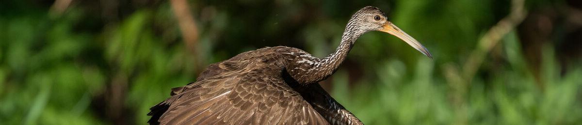 Medium sized brown bird with long neck and beak beginning to take off from green grass